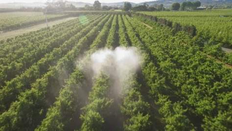 Cloud of spray in orchard