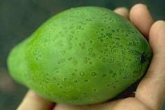 papaya ringspot virus