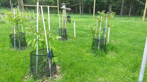 Should we resurrect the American chestnut tree with genetic engineering?