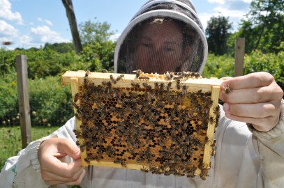 InspectingQueenmating(1)